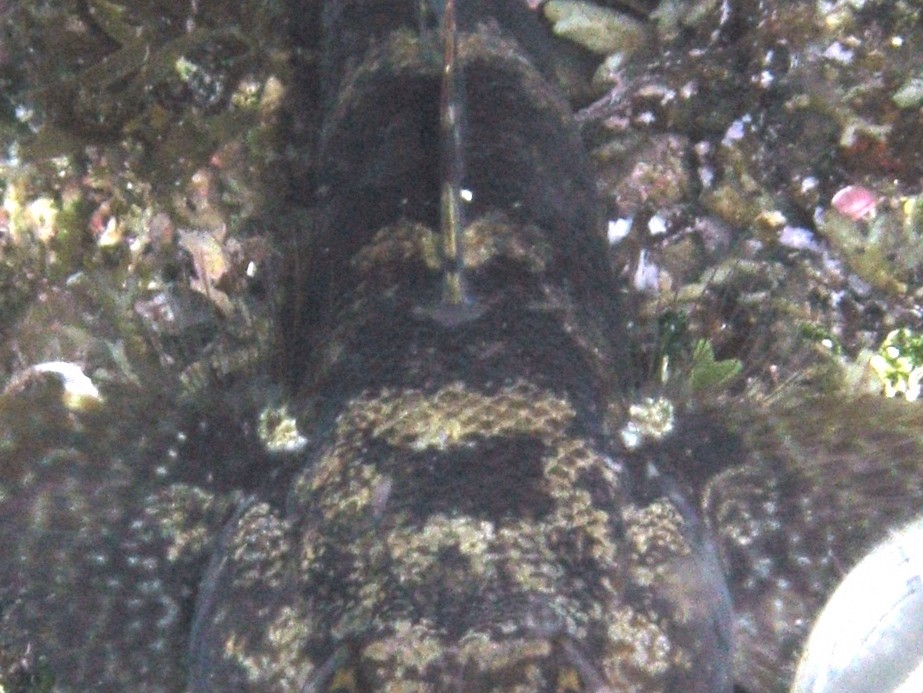 Gobius paganellus e Gobius cobitis